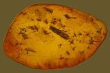 Fossil Fly Swarm (Diptera) In Baltic Amber - Over Flies! #170044-1